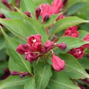 Weigela 'Red Prince' 20-30 cm